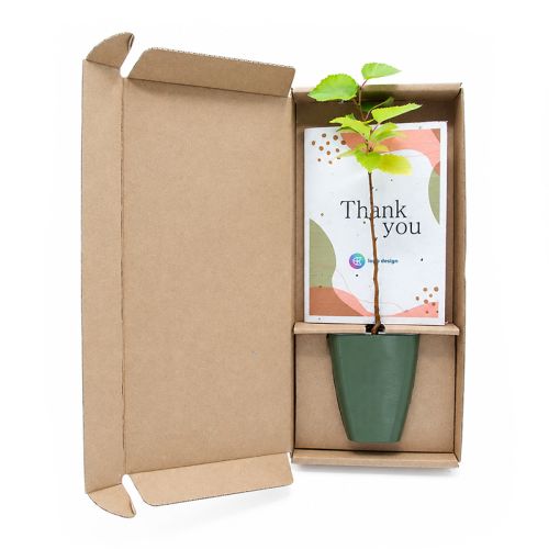 Baumgeschenk in Schachtel - Bild 1